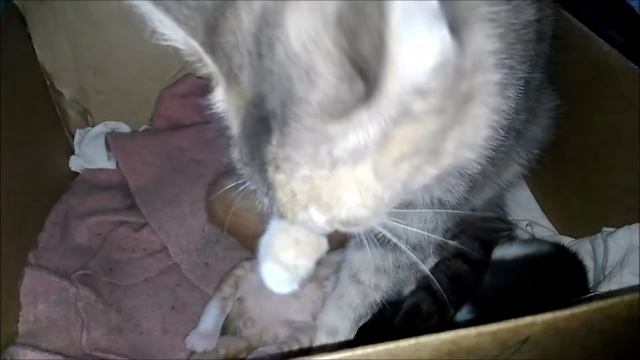 Котятам 14 дней. Кошка с котятами смотреть онлайн