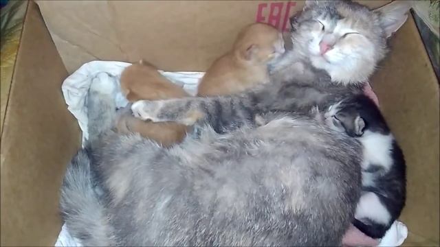 Котятам 10 дней. Кошка и котята смотреть онлайн