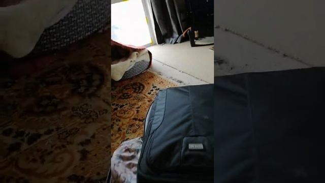 Initial impressions of the ThinkTank Airport Accelerator смотреть онлайн