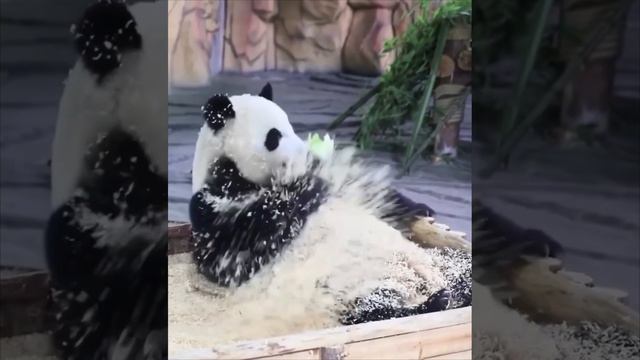 Мишка развлекается.Для донатов . https://yoomoney.ru/to/4100118856850029 смотреть онлайн