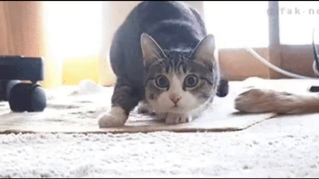 Bag Raiders - Shooting Stars (Cat-Man edition) смотреть онлайн