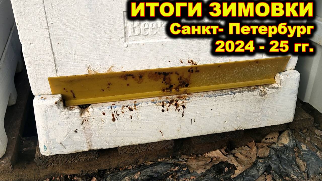 Итоги зимовки пчёл. г.Санкт - Петербург. Зима 2024 - 25 . смотреть онлайн