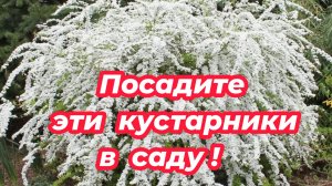 6 САМЫХ НЕПРИХОТЛИВЫХ цветущих кустарников, которые стоит посадить в саду!