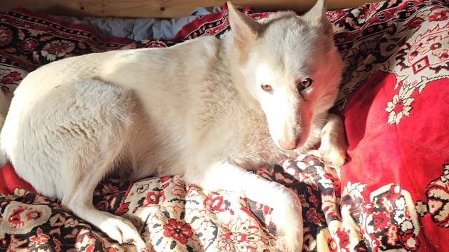 Мясо за освобождение