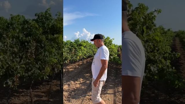 История винодельни Усадьба Александровская