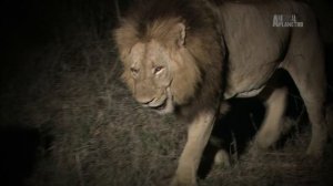 Гангстеры дикой природы 5 серия «Банды буйволов» (документальный сериал, 2014)