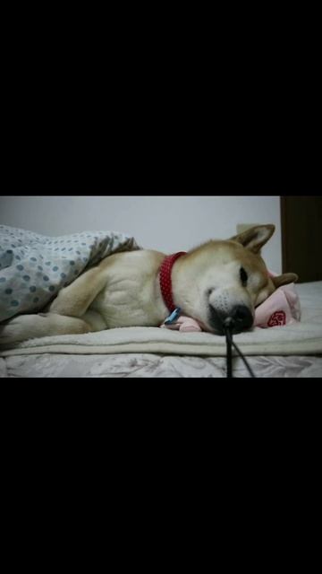 scene_output.mp4 смотреть онлайн