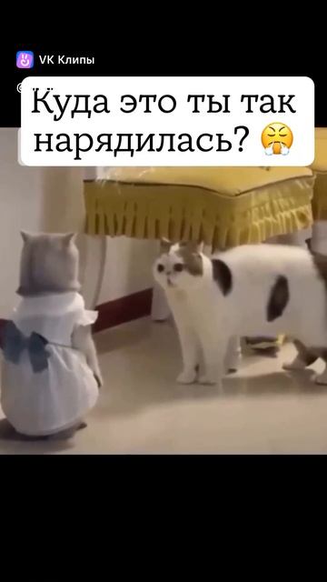 vkclips_20250319112822 смотреть онлайн