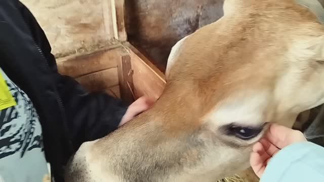 МАНАНА ОТЕЛИЛАСЬ МЫ В ГОСТЯХ 🪻💃🪻🌷 смотреть онлайн