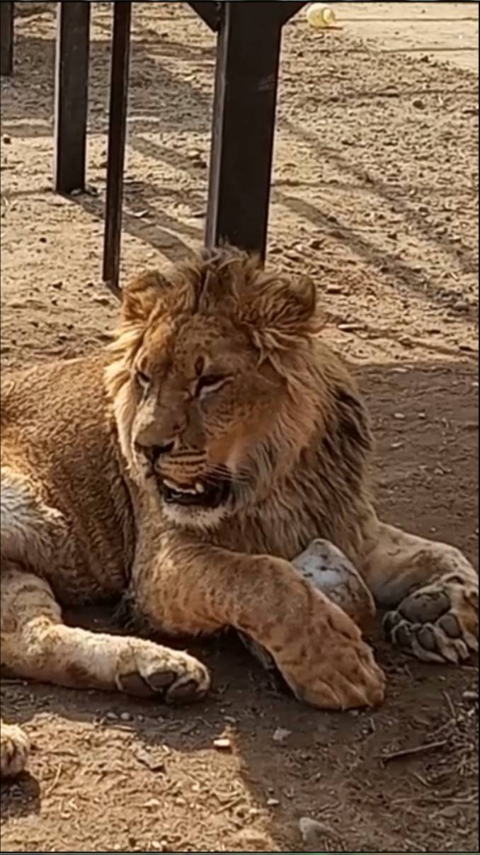 Любимое солнышко. ШЕРХАН-повелитель бидончиков. #шерхан #шерхан_тайган #лев #lion #юмор #shortvideo смотреть онлайн