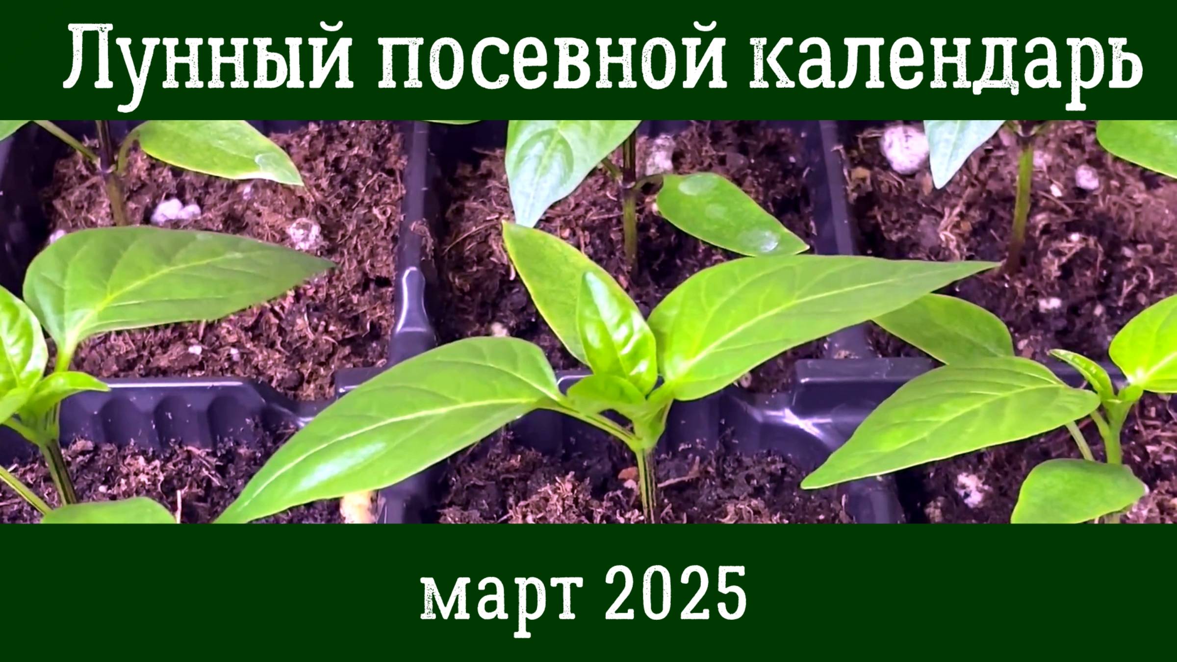 Лунный ПОСЕВНОЙ КАЛЕНДАРЬ на МАРТ 2025 смотреть онлайн