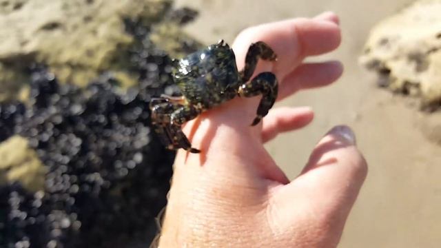 Crab from Tidal Pool on Pismo Beach California смотреть онлайн