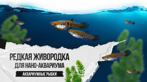 Редкая живородящая рыбка для нано-аквариума