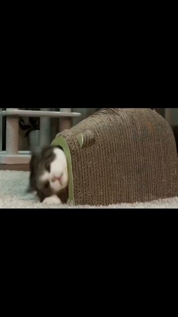 scene_output.mp4 смотреть онлайн