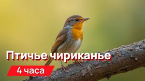 Звуки для соседей - птичье чириканье
