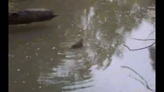 Water flowing down Damper Creek смотреть онлайн