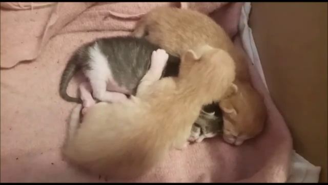 Котятам 9 дней. Кошка и котята смотреть онлайн