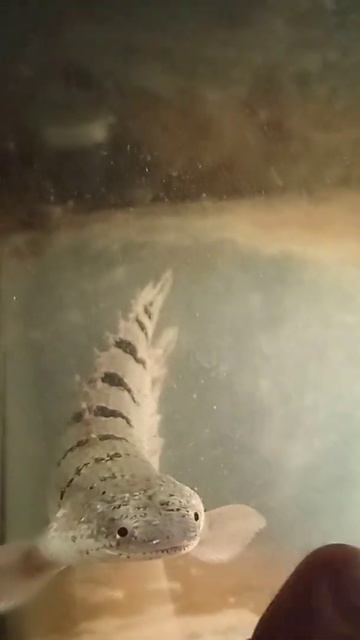 подводные монстры #аквариум #полиптерус #рыба #дракон смотреть онлайн