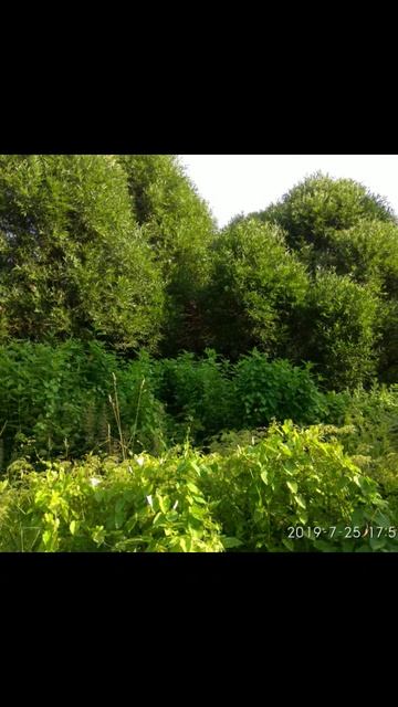 Под сенью лесов