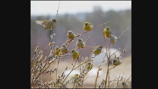 Верба. Татьяна Дергунова. смотреть онлайн