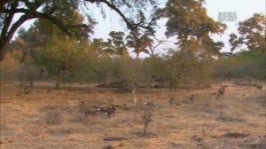 Гангстеры дикой природы 4 серия «Банды диких собак» (документальный сериал, 2014)