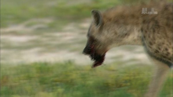 Гангстеры дикой природы 6 серия «Банды гиен» (документальный сериал, 2014)