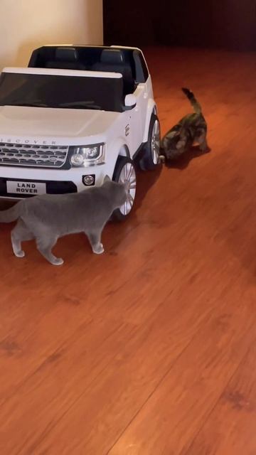 a friend came to the rescue to find the ball!🐈⬛☄️🐈💕 смотреть онлайн