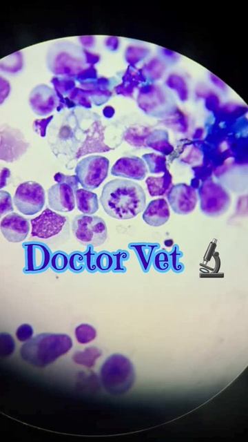 Счастливого енота вам) #микроскопия #животные #cytology #педро #счастливый #енот смотреть онлайн