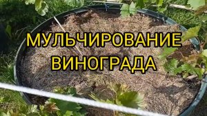 МУЛЬЧИРОВАНИЕ ВИНОГРАДА.