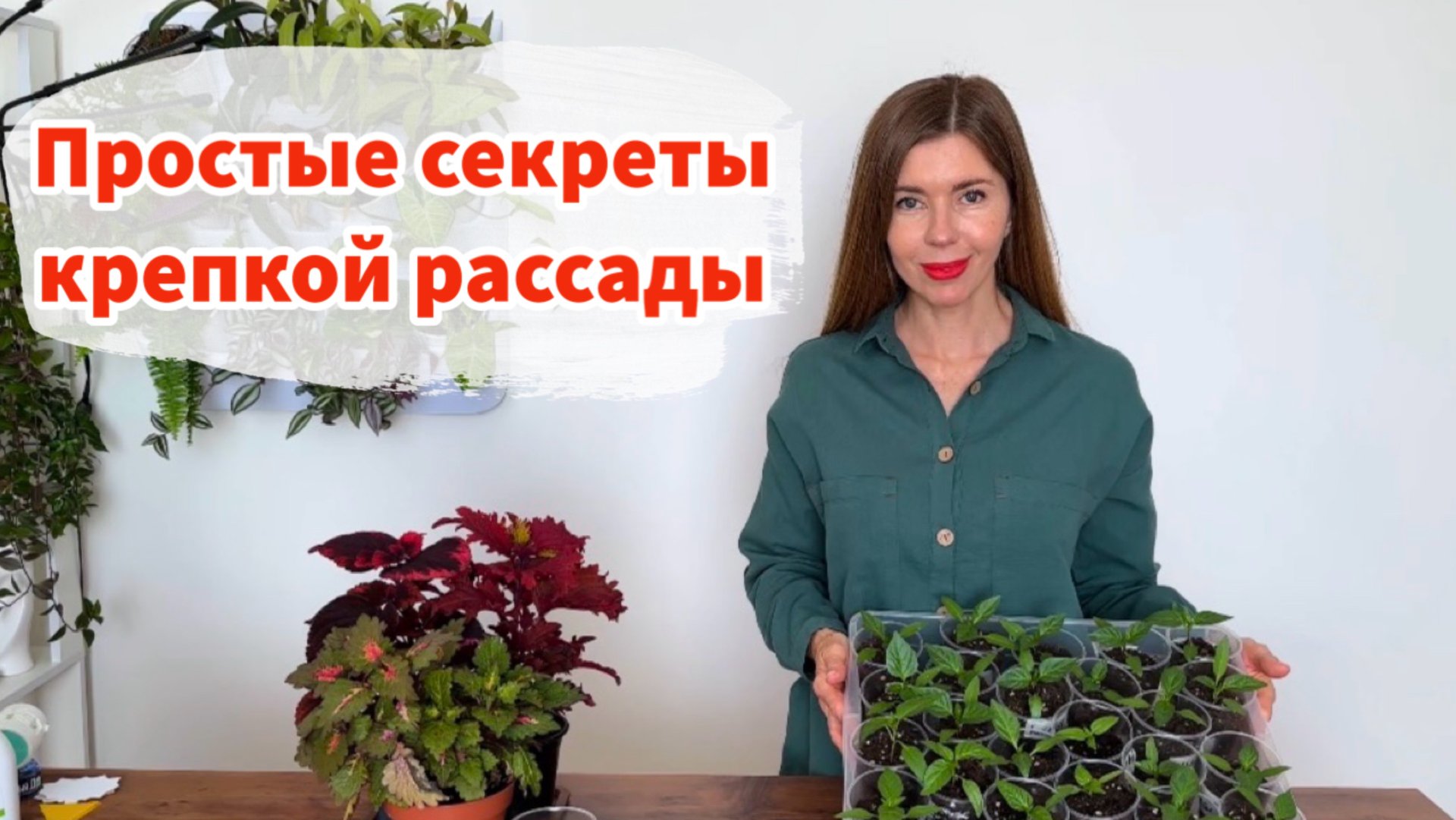 Уход за рассадой: грунт, свет, подкормки. Комнатные мошки: как избавиться смотреть онлайн