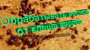 Профессор Кашковский: Нужно ли обрабатывать от клеща весной?