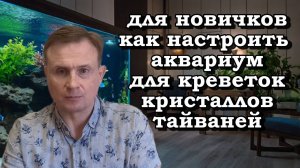 Для новичков  как настроить аквариум для креветок кристаллов тайваней