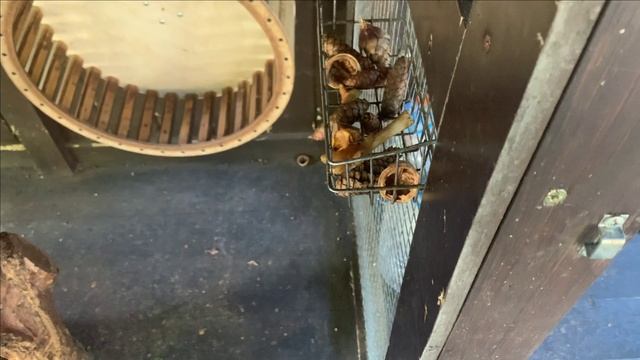 Содержание черных белок в вольере.Яйца не едят.... смотреть онлайн