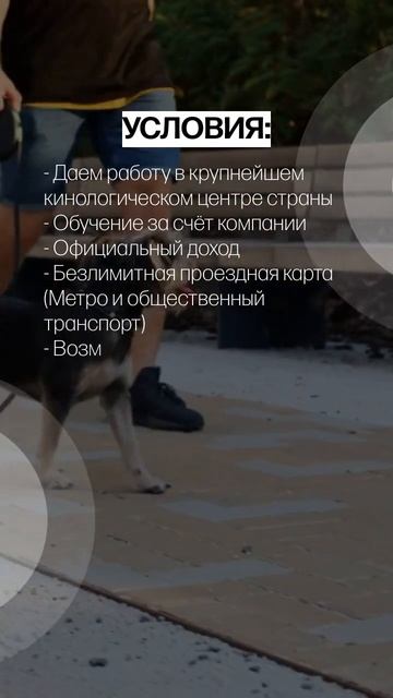 Вакансия Кинолог-выгульщик. З/п от 15 000 до 40 000 руб. смотреть онлайн