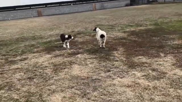 Сейдж первые овцы смотреть онлайн