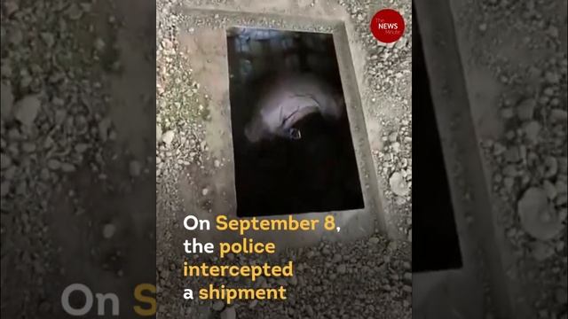 Bengaluru Police Seize 1,350 Kg Marijuana Stored In Goat Farm