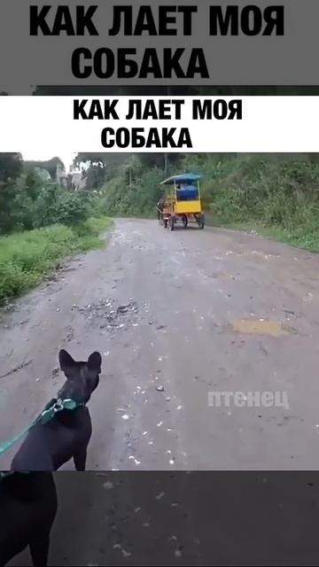 Моя собака гавкает смотреть онлайн
