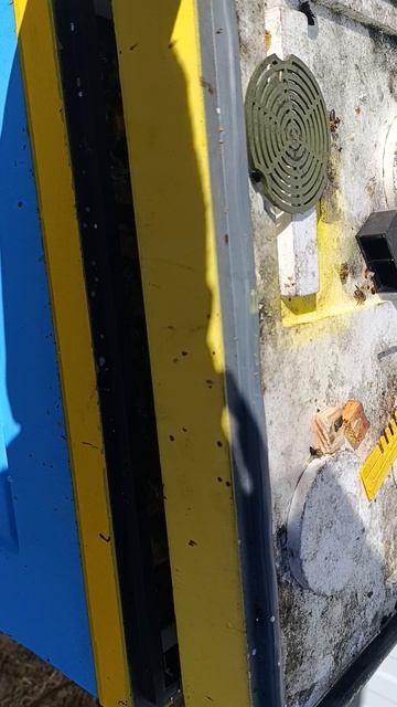 Пчелы 22.03.25 развитие