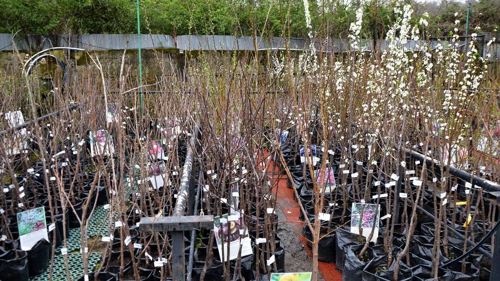 Саженцы плодовых. Большой выбор