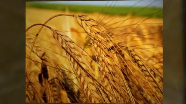 збут пшениці зерна Україна, BrilLion-Club 3707 смотреть онлайн