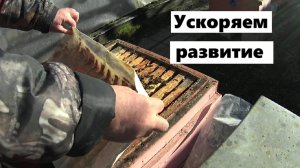 Метод Холмса для увеличения расплода в пчелиных семьях.