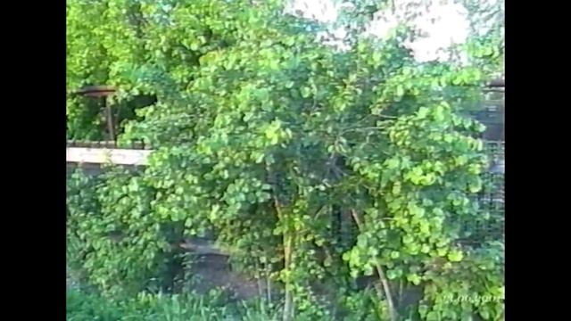Сад Ивана Александровича  2001 г.