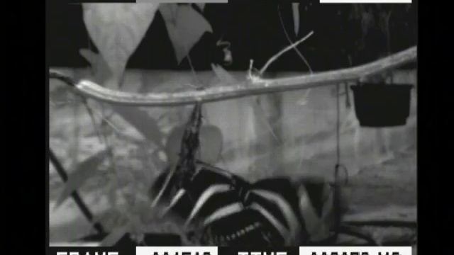 Heliconius pupal mating смотреть онлайн