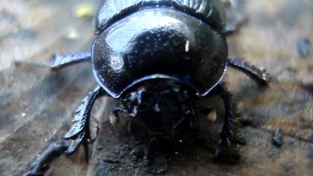 Anoplotrupes stercorosus смотреть онлайн