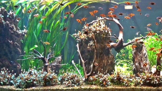 Sumatra Barben Aquarium 4K смотреть онлайн