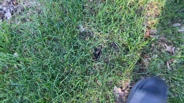 How to keep squirrels from digging holes in your yard смотреть онлайн