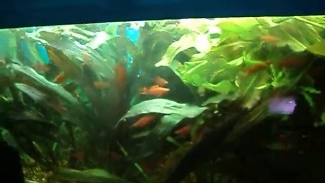 Дискусы. Растения для дискусов. смотреть онлайн