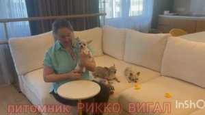 особенности чихуахуа гладкошерстных