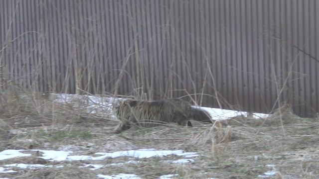 Вот это котяра!