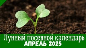 Подробный ПОСЕВНОЙ КАЛЕНДАРЬ НА АПРЕЛЬ 2025. Что и когда посеять в апреле по лунному календарю